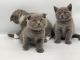 Scottish Fold Cats for sale in Calamba, 4027 Laguna, Philippines. price: 9500 PHP