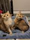 Scottish Fold Cats for sale in Brooklyn, NY, USA. price: $1,500