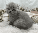Scottish Fold Cats for sale in RI-108, South Kingstown, RI, USA. price: NA