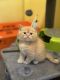 Scottish Fold Cats for sale in Brooklyn, NY, USA. price: $400