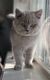 Scottish Fold Cats for sale in Sedalia, MO 65301, USA. price: $800