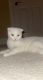 Scottish Fold Cats for sale in Chaska, MN 55318, USA. price: NA