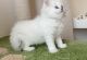 Scottish Fold Cats for sale in Orange Park, FL 32073, USA. price: NA