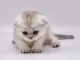 Scottish Fold Cats for sale in Orange Park, FL 32073, USA. price: NA