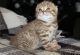 Scottish Fold Cats for sale in Atlanta, GA, USA. price: $800
