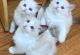Scottish Fold Cats for sale in Miami Beach, FL, USA. price: NA