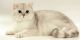 Scottish Fold Cats for sale in Chino Hills, CA, USA. price: $800