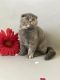 Scottish Fold Cats for sale in Fort Worth, TX, USA. price: $1,400