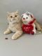 Scottish Fold Cats for sale in Fort Worth, TX, USA. price: NA