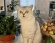 Scottish Fold Cats for sale in Pikesville, MD, USA. price: NA