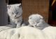 Scottish Fold Cats for sale in Portland, OR, USA. price: NA