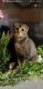 Scottish Fold Cats for sale in Northern California, CA, USA. price: NA
