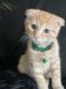 Scottish Fold Cats for sale in Garfield, NJ 07026, USA. price: $1,200