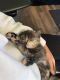 Scottish Fold Cats for sale in Peachtree City, GA, USA. price: $1,200