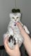 Scottish Fold Cats for sale in Garfield, NJ 07026, USA. price: NA