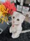 Scottish Fold Cats for sale in Garfield, NJ 07026, USA. price: $950