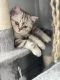 Scottish Fold Cats for sale in Sachse, TX 75048, USA. price: NA