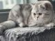 Scottish Fold Cats for sale in Sachse, TX 75048, USA. price: NA