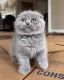Scottish Fold Cats for sale in Huntington, NY, USA. price: $1,800