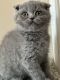 Scottish Fold Cats for sale in Huntington, NY, USA. price: NA