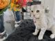 Scottish Fold Cats for sale in Garfield, NJ 07026, USA. price: $900