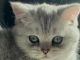 Scottish Fold Cats for sale in Frisco, TX, USA. price: $700