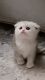 Scottish Fold Cats for sale in Clifton, NJ, USA. price: $1,200