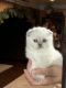Scottish Fold Cats for sale in Arvada, CO, USA. price: $2,000