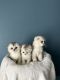 Scottish Fold Cats for sale in Knoxville, TN, USA. price: NA
