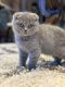 Scottish Fold Cats for sale in Huntington, NY, USA. price: $1,600