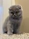 Scottish Fold Cats for sale in Huntington, NY, USA. price: $1,600
