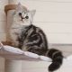 Scottish Fold Cats for sale in San Francisco, CA, USA. price: $399