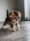 Scottish Fold Cats for sale in Roselle, IL, USA. price: $1,800