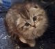 Scottish Fold Cats for sale in Simpsonville, SC, USA. price: $750