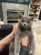 Scottish Fold Cats for sale in Antelope, CA, USA. price: $700