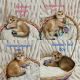 Scottish Fold Cats for sale in Shakopee, MN 55379, USA. price: $2,000
