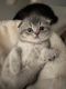Scottish Fold Cats for sale in San Jose, CA, USA. price: $800