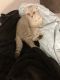 Scottish Fold Cats for sale in Brooklyn, NY, USA. price: $1,400