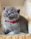 Scottish Fold Cats for sale in California, MD, USA. price: NA