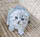 Scottish Fold Cats for sale in CA-1, Long Beach, CA, USA. price: $400