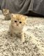Scottish Fold Cats for sale in Calexico, CA, USA. price: NA