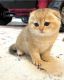Scottish Fold Cats for sale in Island Park, ID, USA. price: $400