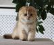 Scottish Fold Cats for sale in Los Angeles, CA, USA. price: $400
