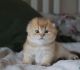 Scottish Fold Cats for sale in Hollywood, Los Angeles, CA, USA. price: NA