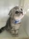Scottish Fold Cats for sale in Los Angeles, CA, USA. price: $610