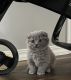 Scottish Fold Cats for sale in Mount Vernon, WA, USA. price: NA