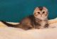 Scottish Fold Cats for sale in Dallas, TX, USA. price: $800