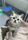 Scottish Fold Cats for sale in Burnsville, MN 55306, USA. price: $900