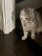 Scottish Fold Cats for sale in Plano, TX, USA. price: $650