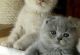 Scottish Fold Cats for sale in New York, NY, USA. price: $800